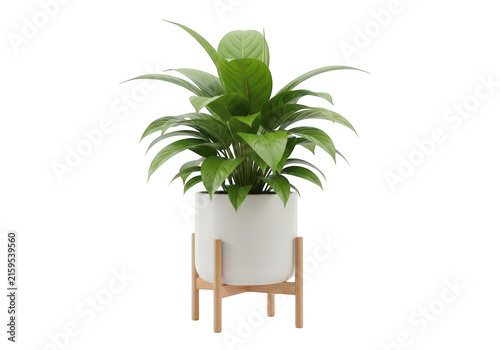 Modern indoor plant in white pot on wooden stand