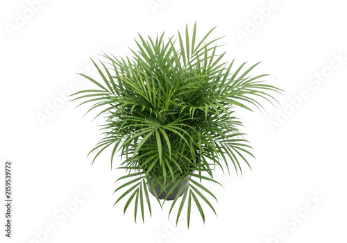 Lush green indoor palm plant in modern pot
