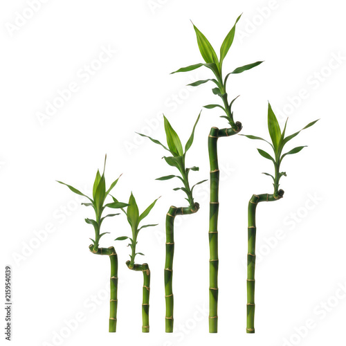 Bamboo plants growth stages