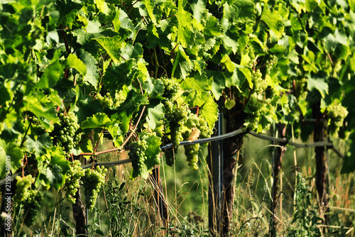 Фотография Green grapes ripening on the vine in a sunlit vineyard, white wine grapes growin