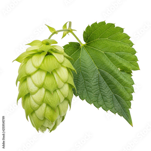 Hopsconeflowerbudwithleafisolatedwhitebackground