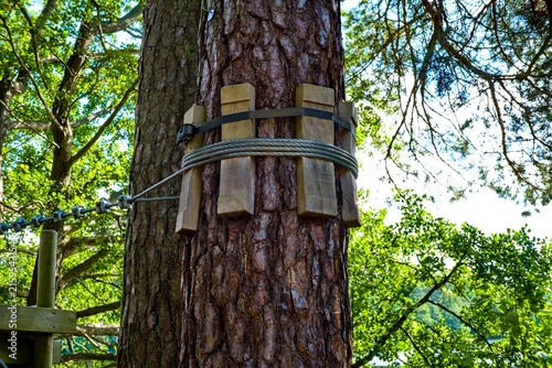 Steel cable tension system with wooden protectors wrapped around a pine tree trunk. Construction element of an outdoor rope adventure park infrastructure.