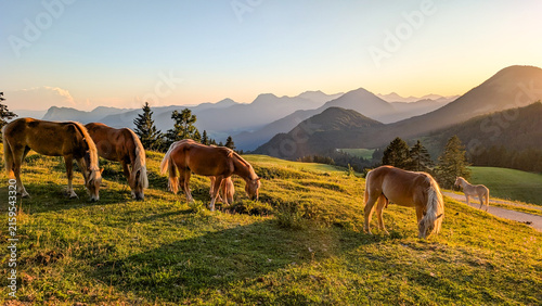Idyllic mountain landscape in the Bavarian Alps with horses grazing on an alpine meadow during a picturesque sunrise bathed in golden light