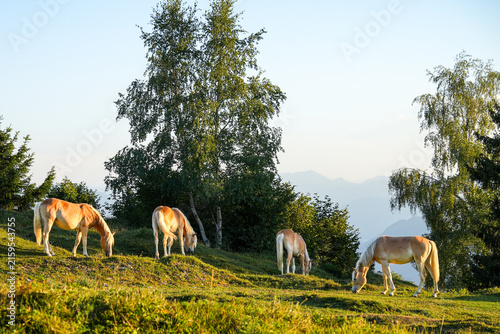 A herd of four beautiful Haflinger horses grazing peacefully on a lush green meadow in the Bavarian Alps 