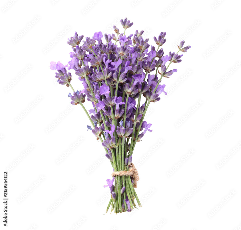 Obraz premium lavender