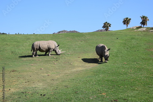 Photography Photo of two white rings on green grass outside with blue clear sky behind
