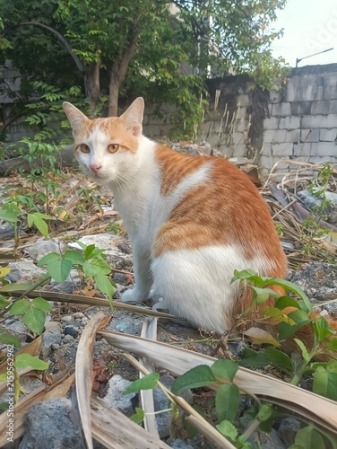 Obraz na plátně Portrait of a ginger and white stray cat sitting outdoors on rocky ground