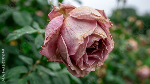 A close-up view of a withered pink rose in the garden.