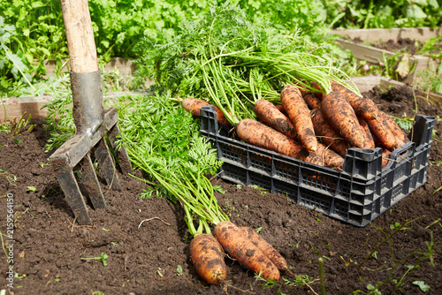 Carrots are dug out of the ground. A pitchfork is stuck into the ground next to a pile of freshly dug carrots.