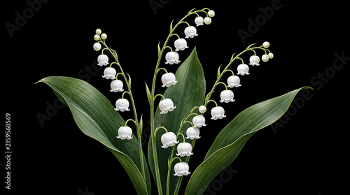 White lily of the valley flowers with green leaves on a black background