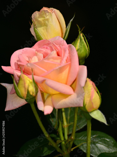 Roses in soft shades of gradient yellow and pink,  against a dark background.