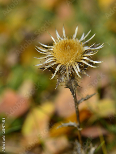 A dried flower of Carlina vulgaris amidst the autumnal colours of the birch forest.