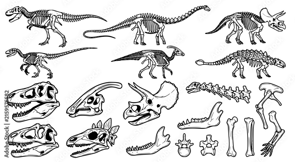 Obraz premium Variety of dinosaur skeletons and fossil bone parts illustrated in black and white for paleontological education