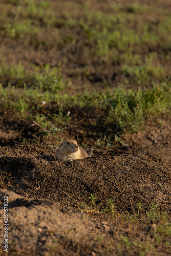 Prairie dog at home in field
