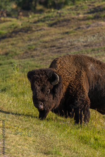 Wild buffalo with tongue in nose