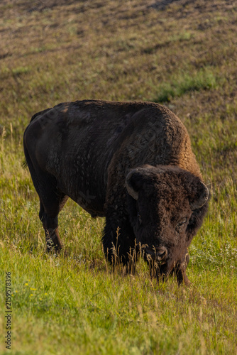 Bison grazing in grassland 