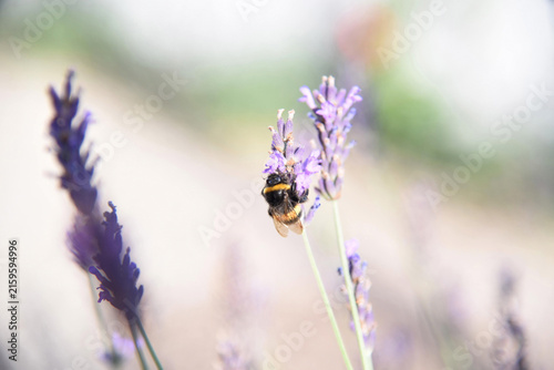 Foto A closeup shot of a buff-tailed bumblebee, Bombus terrestris, pollinating a lavander flower, Lavandula