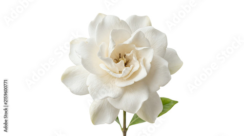 Beautiful white gardenia flower isolated on a white background.