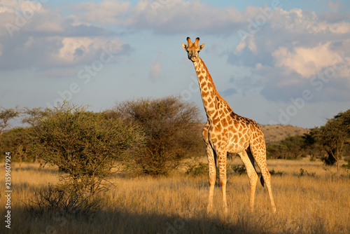 Photography A giraffe (Giraffa camelopardalis) standing in natural habitat, Mokala National