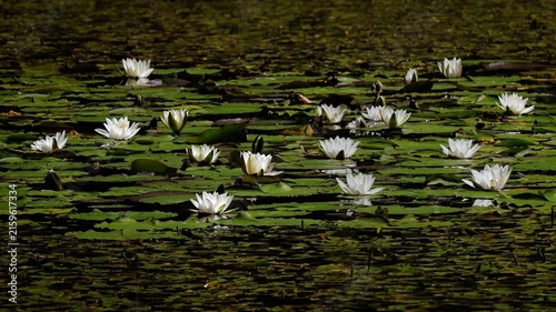 panorama with white water lilies on the surface of a pond overgrown with green leaves