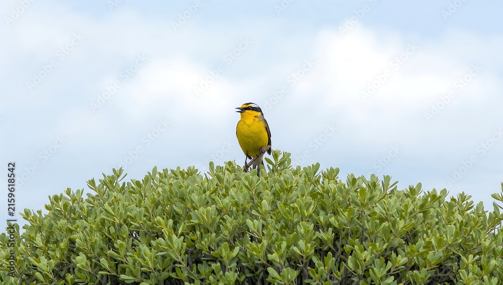 Naklejka premium bird on a branch