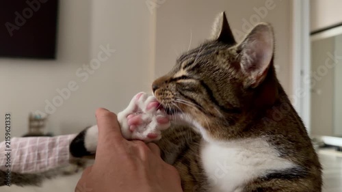 A striped tabby cat with white fur lies comfortably, actively licking and grooming its pink paw pads on its hind leg. Close-up of domestic pet care, feline hygiene, behavior, and the cozy life. 