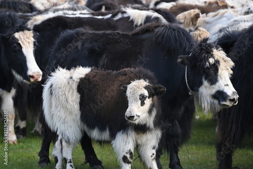 Herd of Yaks on Yak Festival in Mongolia