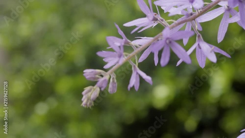 Purple Petrea Volubilis Flowers In Morning Sunlight