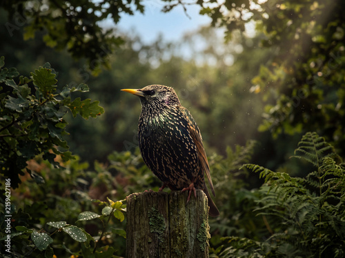 Common Starling (Sturnus vulgaris) in a Natural European Habitat