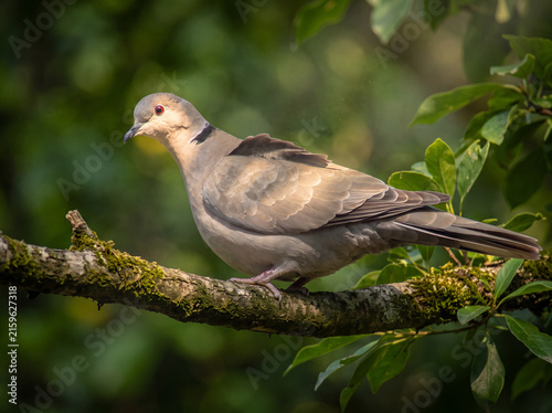 Eurasian Collared Dove (Streptopelia decaocto) in a Natural European Habitat