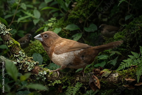 Java Sparrow Finch (Lonchura striata domestica) in a Natural Outdoor Habitat