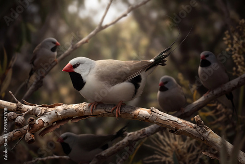 Long-tailed Finch (Poephila acuticauda) in Its Natural Habitat, Northern Australia