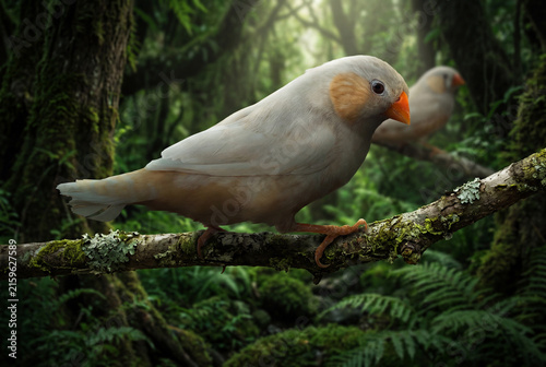 Zebra Finches (Taeniopygia guttata) in Their Natural Australian Habitat