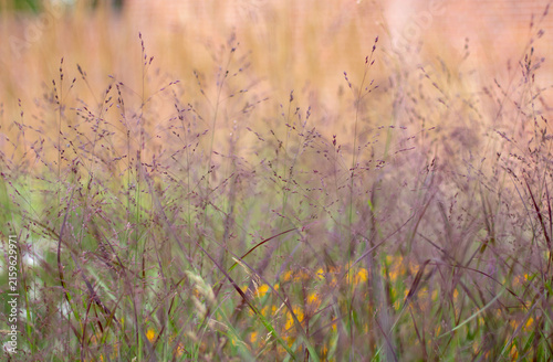 Red tinged Panicum virgatum switchgrass with yellow flowers and brick garden wall