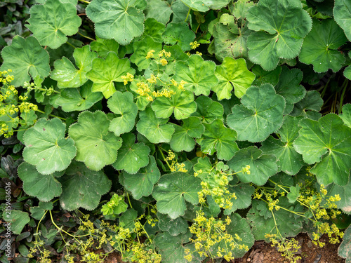 Cuadro en lienzo Lady's mantle (Alchemilla mollis) with yellow flowers and scalloped green foliage, used as ornamental groundcover, garden border and perennial planting