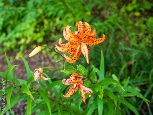 Картината върху платно Vibrant orange tiger lilies (Lilium lancifolium) with spotted recurved petals blooming in a summer garden, ideal for horticulture, gardening, floral and botanical themes