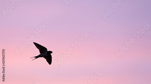 Graceful bird silhouette against a colorful pastel sky at sunset
