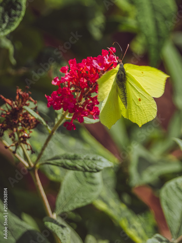A Brimstone butterfly 'Gonepteryx rhamni' in flight about to land on a red Buddleja flower head