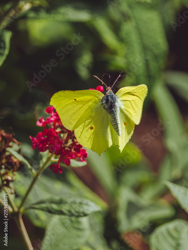 A Brimstone butterfly 'Gonepteryx rhamni' in flight about to land on a red Buddleja flower head