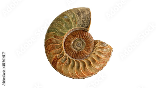 Ancient petrified ammonite fossil shell specimen archaeology paleontology geological history