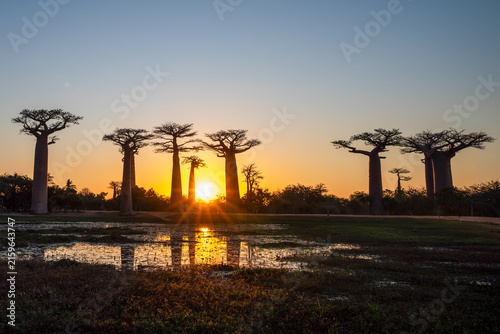 Принти на полотні Baobab Trees Silhouetted at Sunset on Avenue of the Baobabs, Madagascar