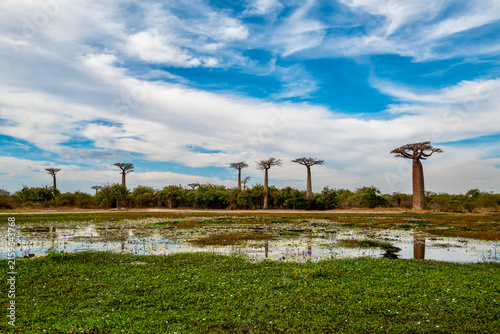Iconic Baobab Trees Reflected in Wetland at Avenue of the Baobabs, Madagascar