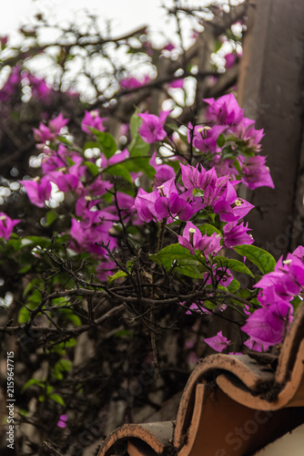 Bougainvillea flowers in Barranco - Lima, Peru