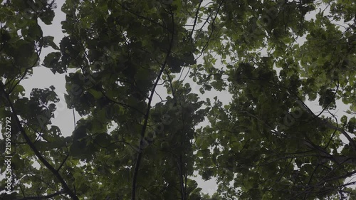 Low Angle View Of Teak Leaves Against Bright Blue Sky