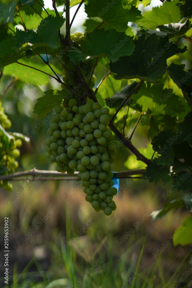 Naklejka premium Unripe green grapes growing on a sunlit grapevine