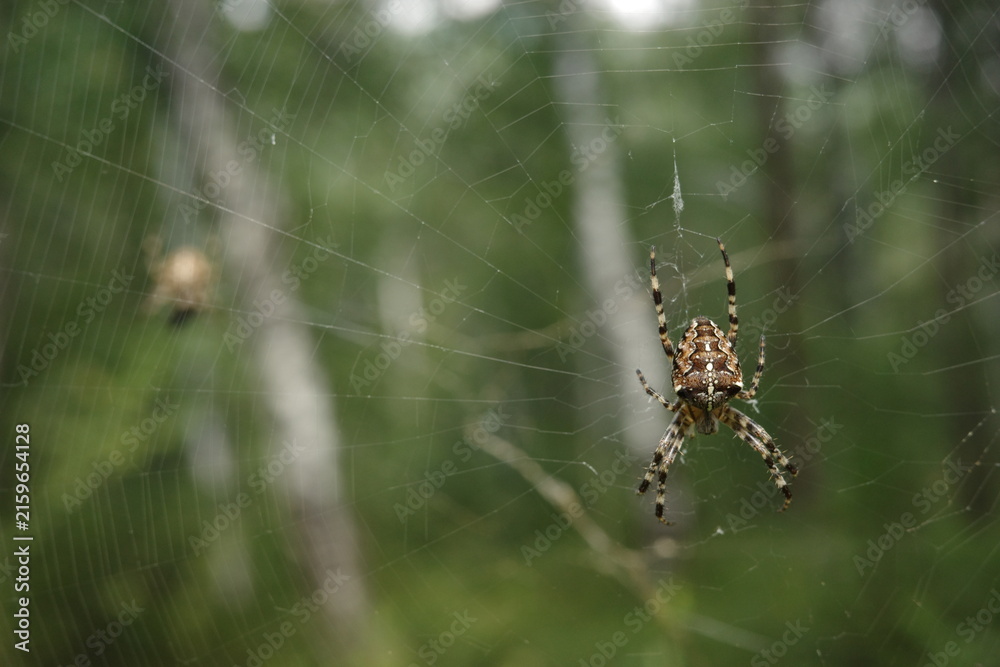 Fototapeta premium European garden spider waiting on its intricate web