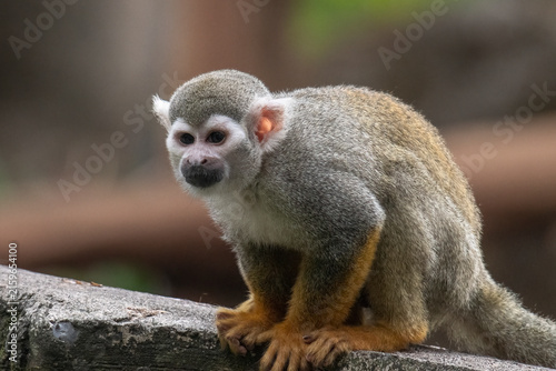 Photography Small squirrel monkey pauses on a rock ledge