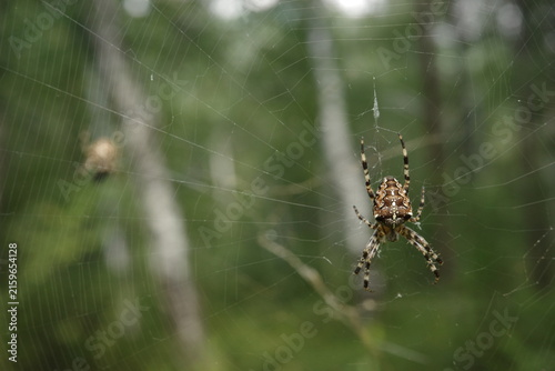 European garden spider waiting on its intricate web