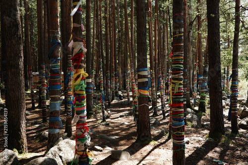 Sacred forest with trees tied in colorful ribbons