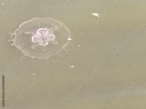 Qualle in der Nordsee im flachen Wasser